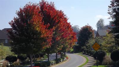 Photinia Spp